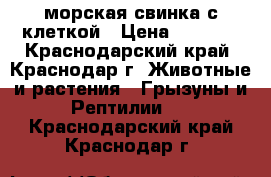 морская свинка с клеткой › Цена ­ 1 000 - Краснодарский край, Краснодар г. Животные и растения » Грызуны и Рептилии   . Краснодарский край,Краснодар г.